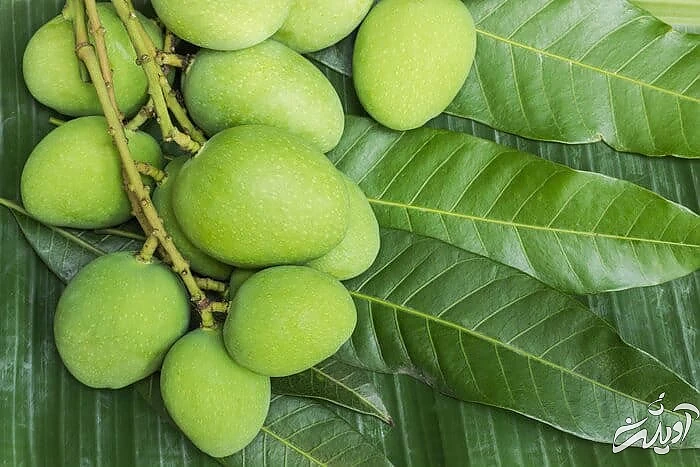 مضرات خوردن چغاله بادام مزایای چغاله بادام